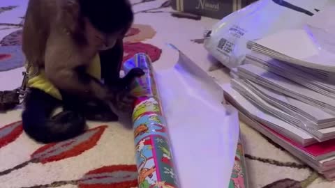 Present Wrapping HD Quality Video