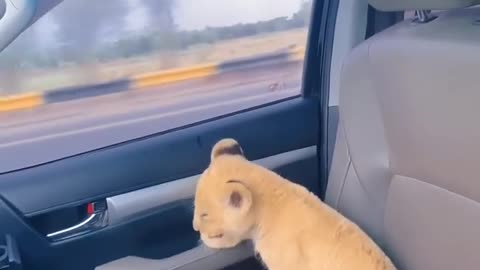 Cute lion cub tear in his eyes