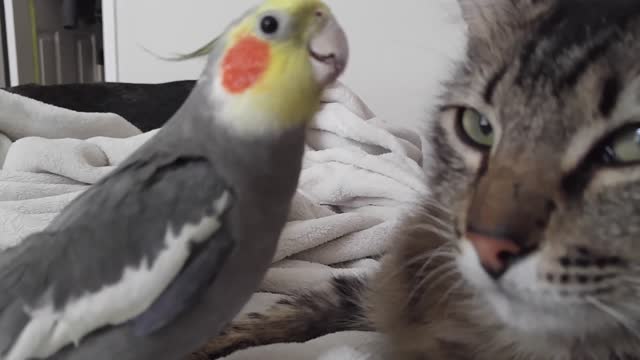 Kit the cockatiel singing and talking to the cat!