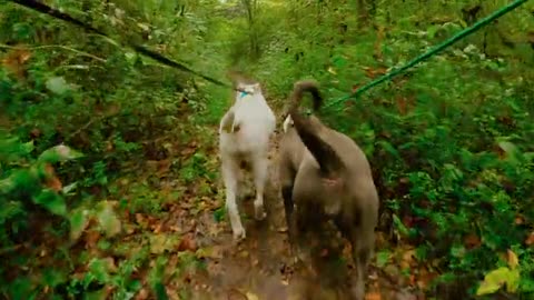 Two Dogs Walking in a Forest