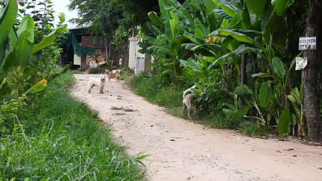 Labrador Retriever Yellow!!