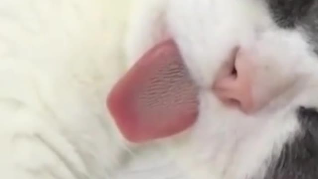 Cat fuuny video compilation