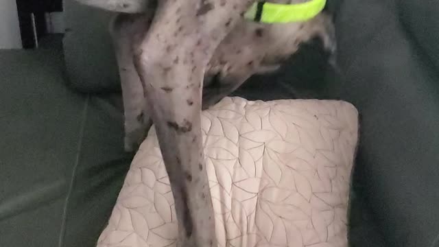 Great Dane hiding Gumby dogtoy