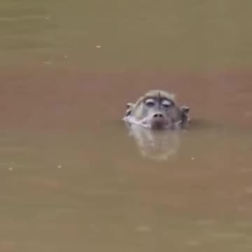 Did You Know #wildlife #monkeys #crocodiles