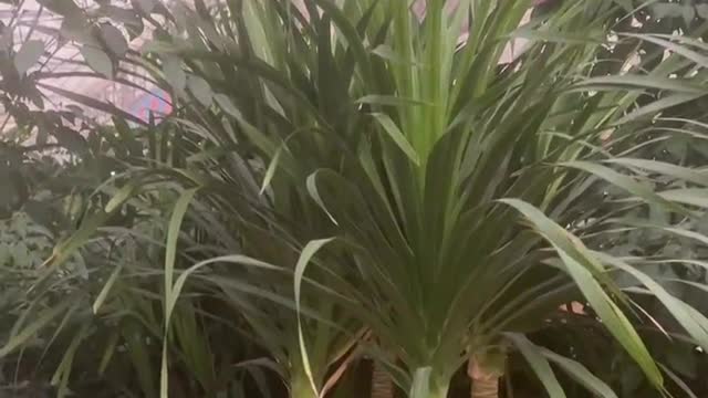 Green plants standing in flower pots