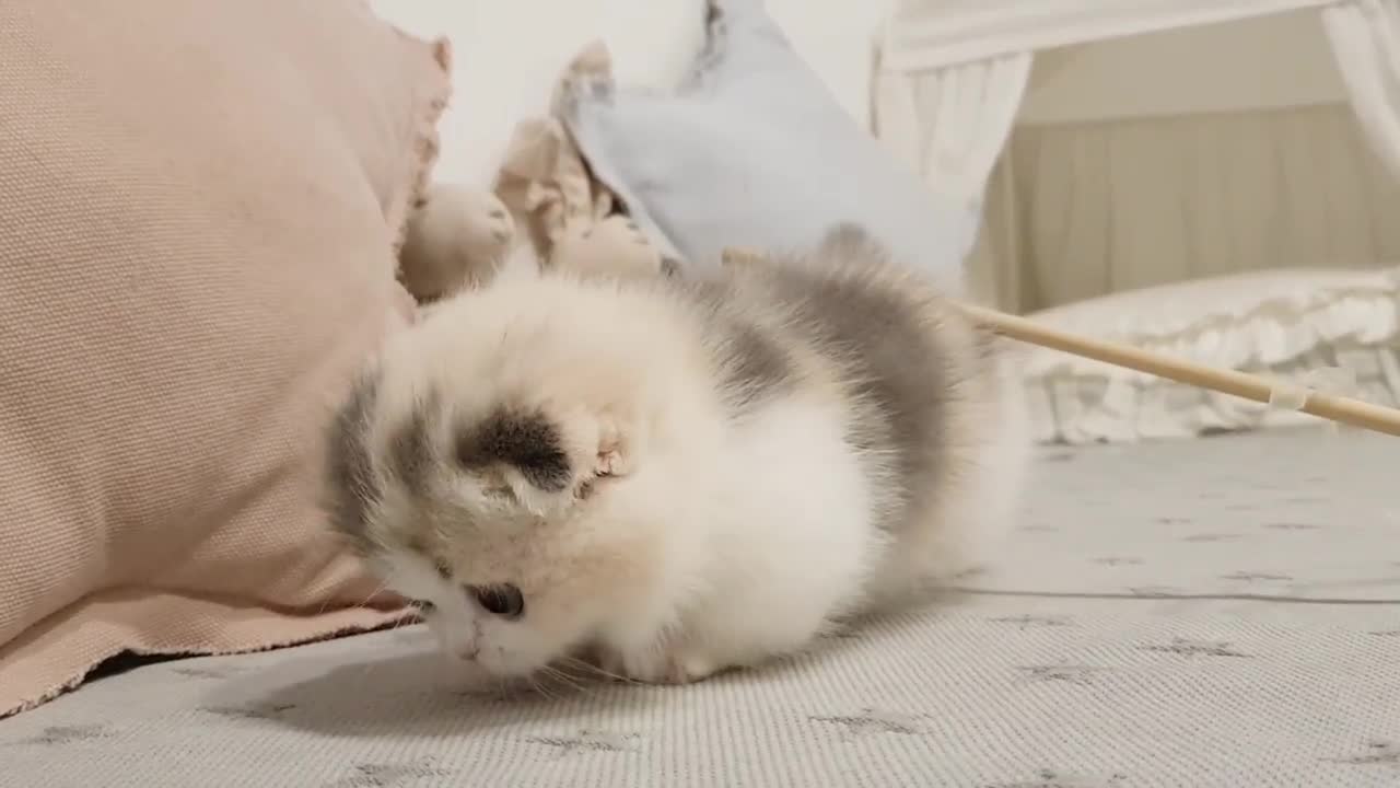 CUTE KITTEN SHORT VIDEO😱