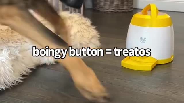 TEACH YOUR DOG TO PRESS A BUTTON FOR TREATS AND FOOD (Dog Training 101)