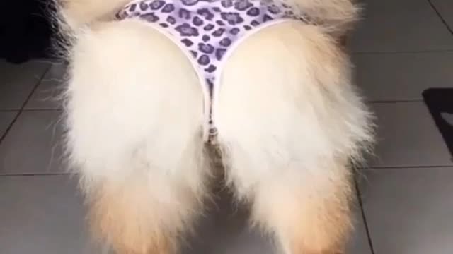 Funny Little Animals