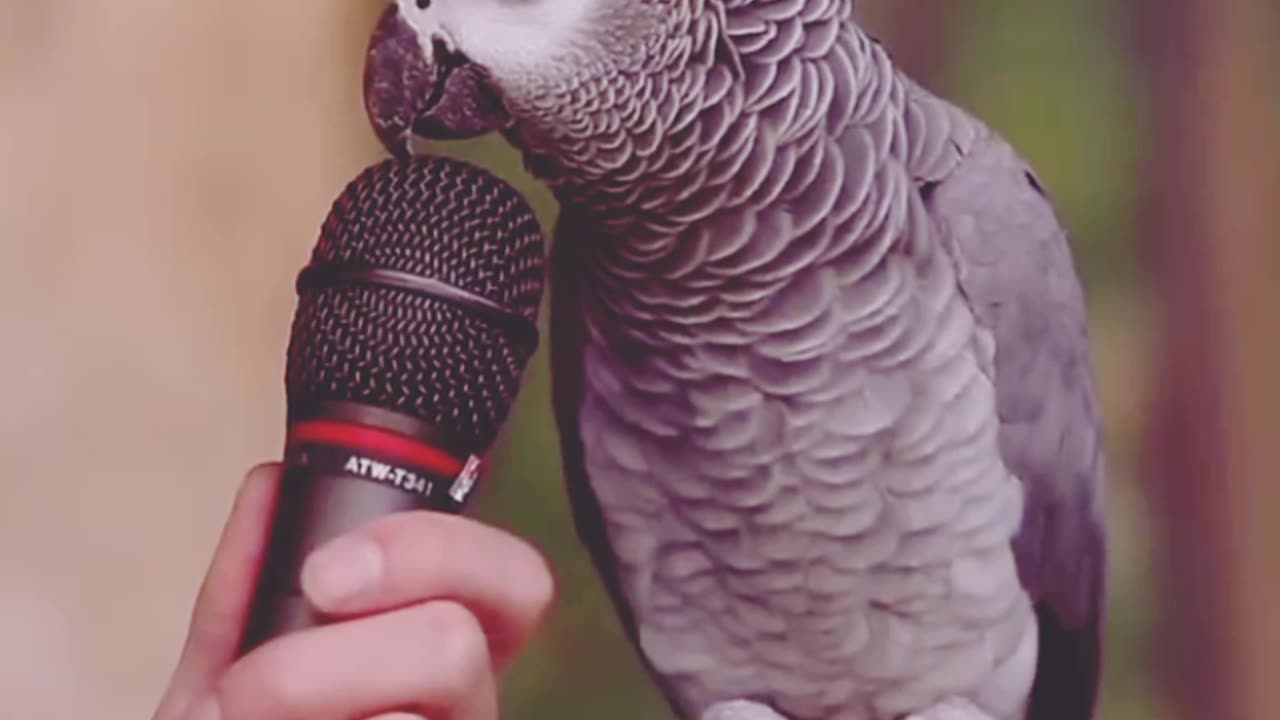 Parrot talk