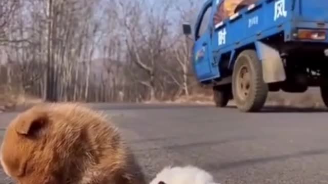 Funny and Cute Animals Videos 2021 - Funny Animals, Try Not to Laugh !!!