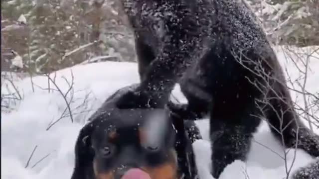 A puppy who gave his girlfriend a gift didn't expect to grow up to feel more secure