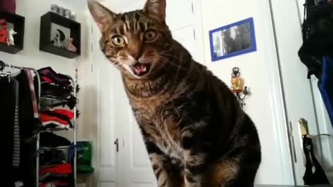 funny cat meow compilation