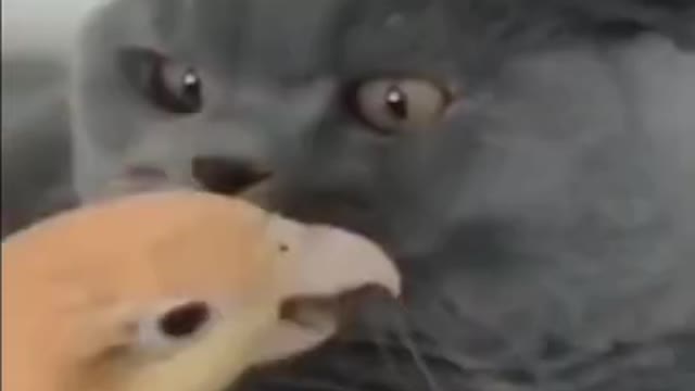 Funny animals try not to laugh 😂😂