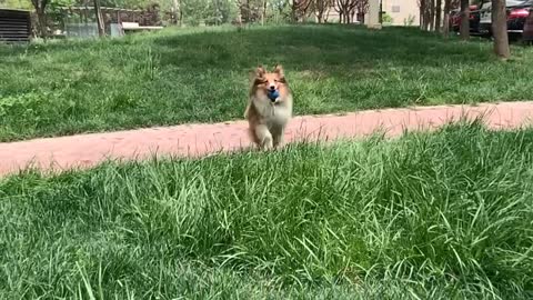 Running dog