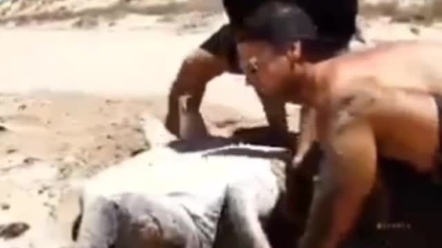 Guy rescue tortoise on beach 🏖️
