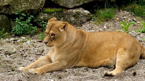 Female LION