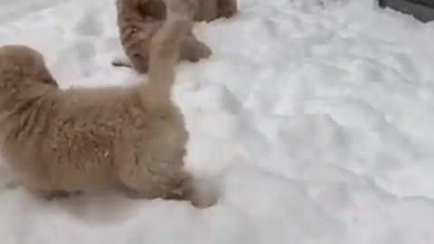 Puppies Playing With Snow