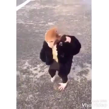 monkey boss style bazigir attudite