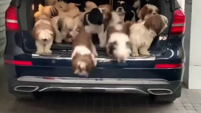 Multiple Puppies Jump Out Of Car's Boot