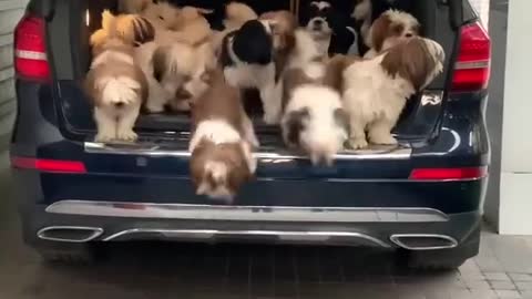 Multiple Puppies Jump Out Of Car's Boot