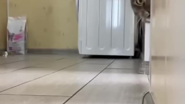 This Cat looking cute and Scary at the same time 😱...