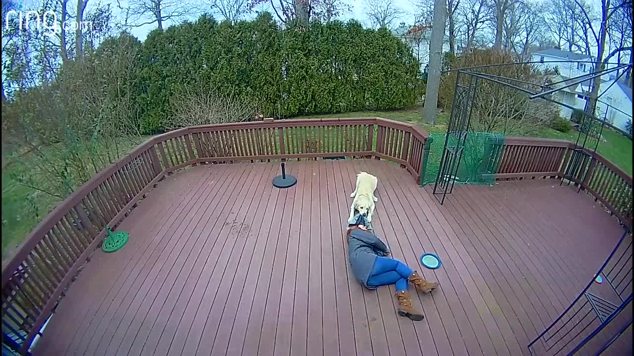 Dog Mistakes Furry Hood For a Toy & Drags Owner Around The Backyard | 2021