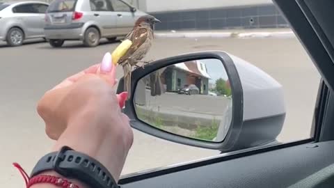 Sparrow Deftly Steals Fry from Friend