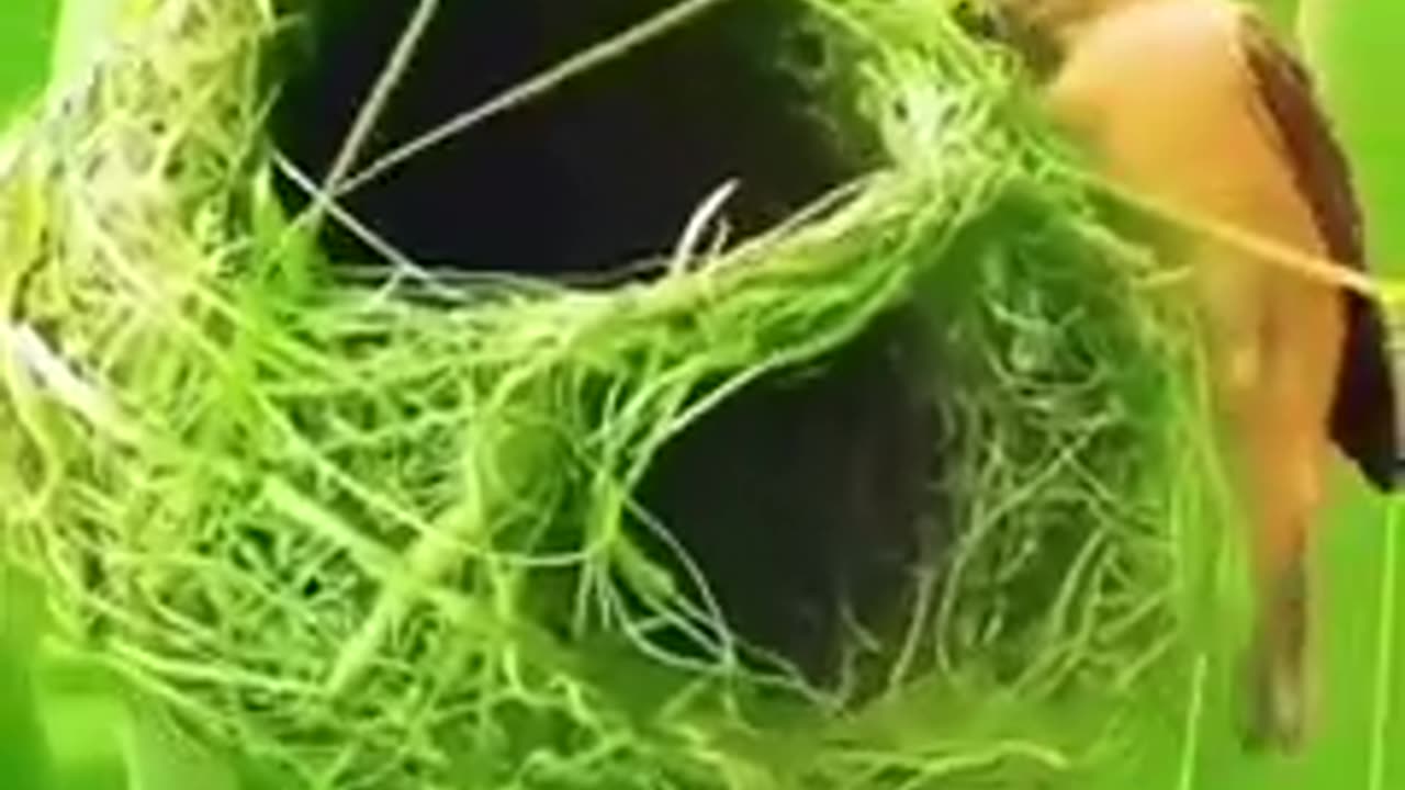 Nature Architect