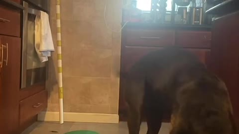 PRANK FAIL ON DOG