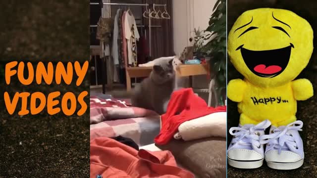 FUNNY ANIMAL VIDEO COMPILATION #19