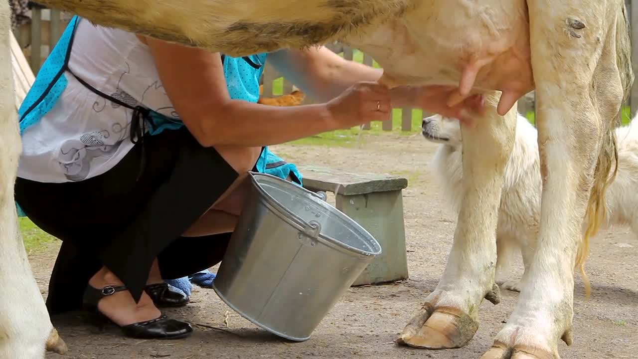 Milking cow manually in the countryside