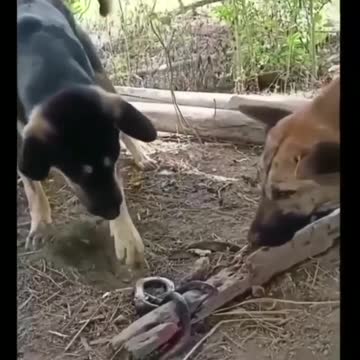 Funny Dog with snake 🐍💯
