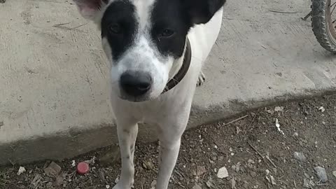 Neighbor's Dog Smiling at Me