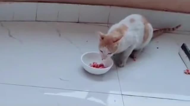 Best funny cats eating