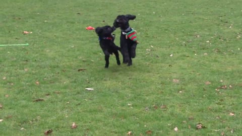 Bertie & Lenny giving it large.