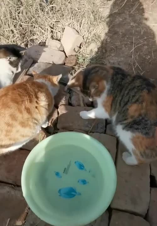 Cute cats is one of the most beautiful and expressive short videos 2021