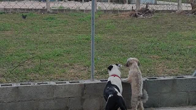 Small dog see chickens for the first time