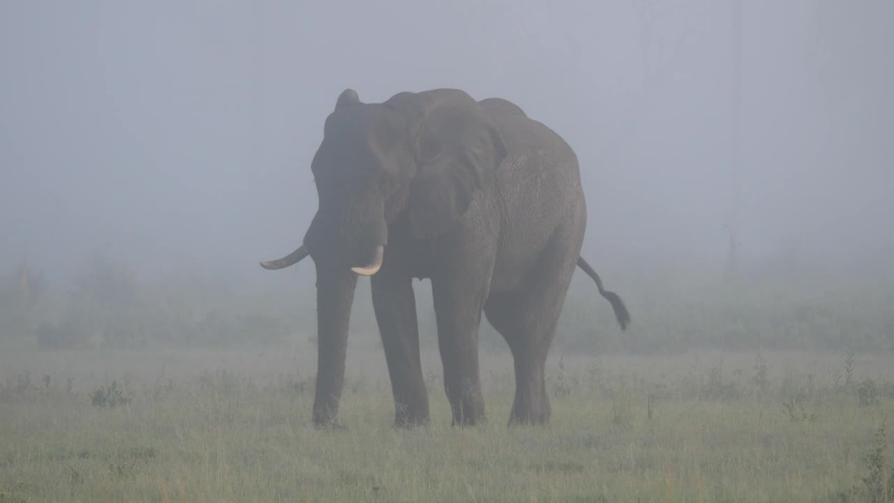 Elephant grazing on a misty savanna