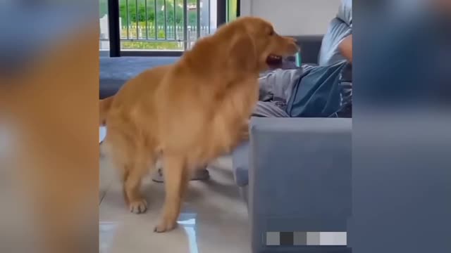 funny pets-funny animals