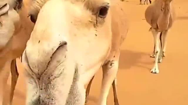 Camels have a hard time providing food