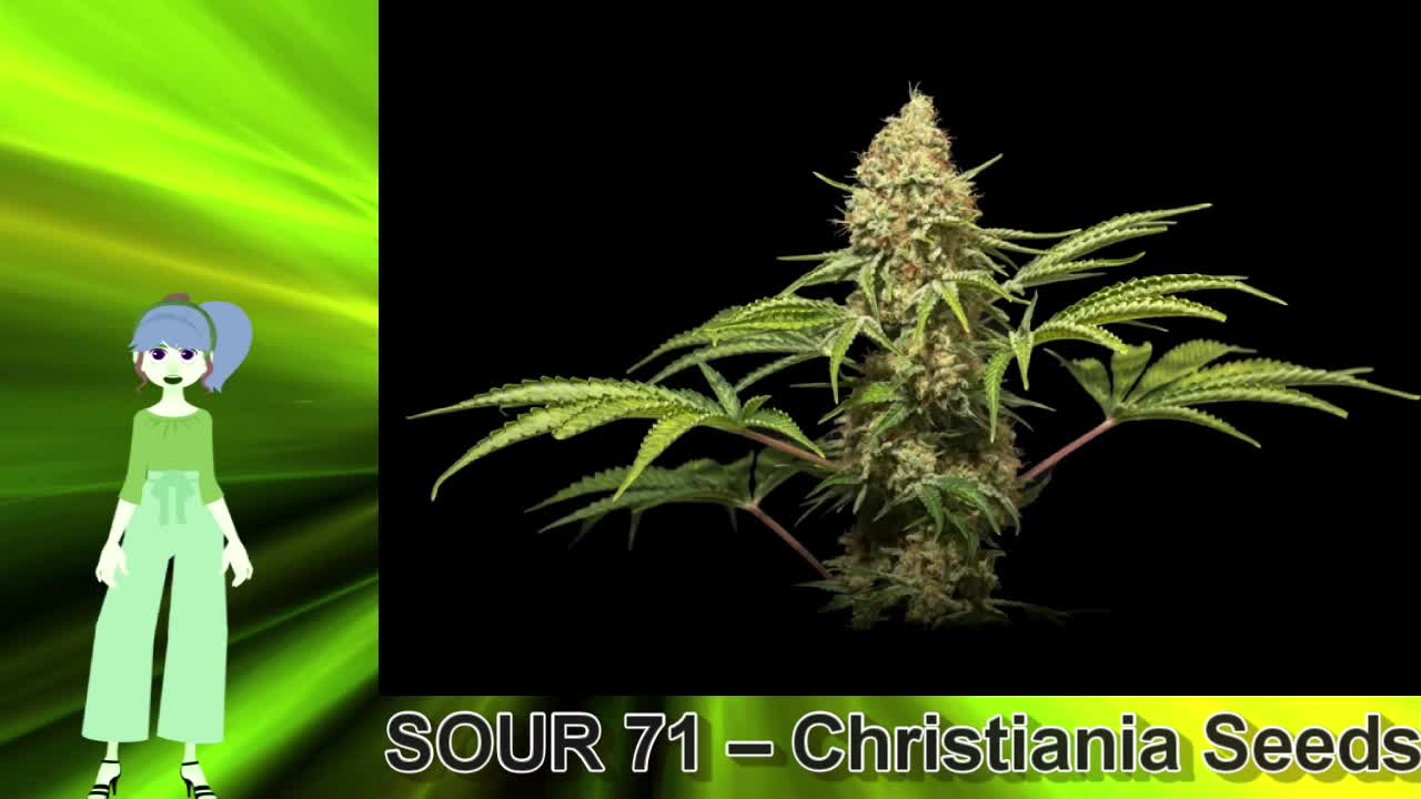 SOUR 71 – Christiania Seeds