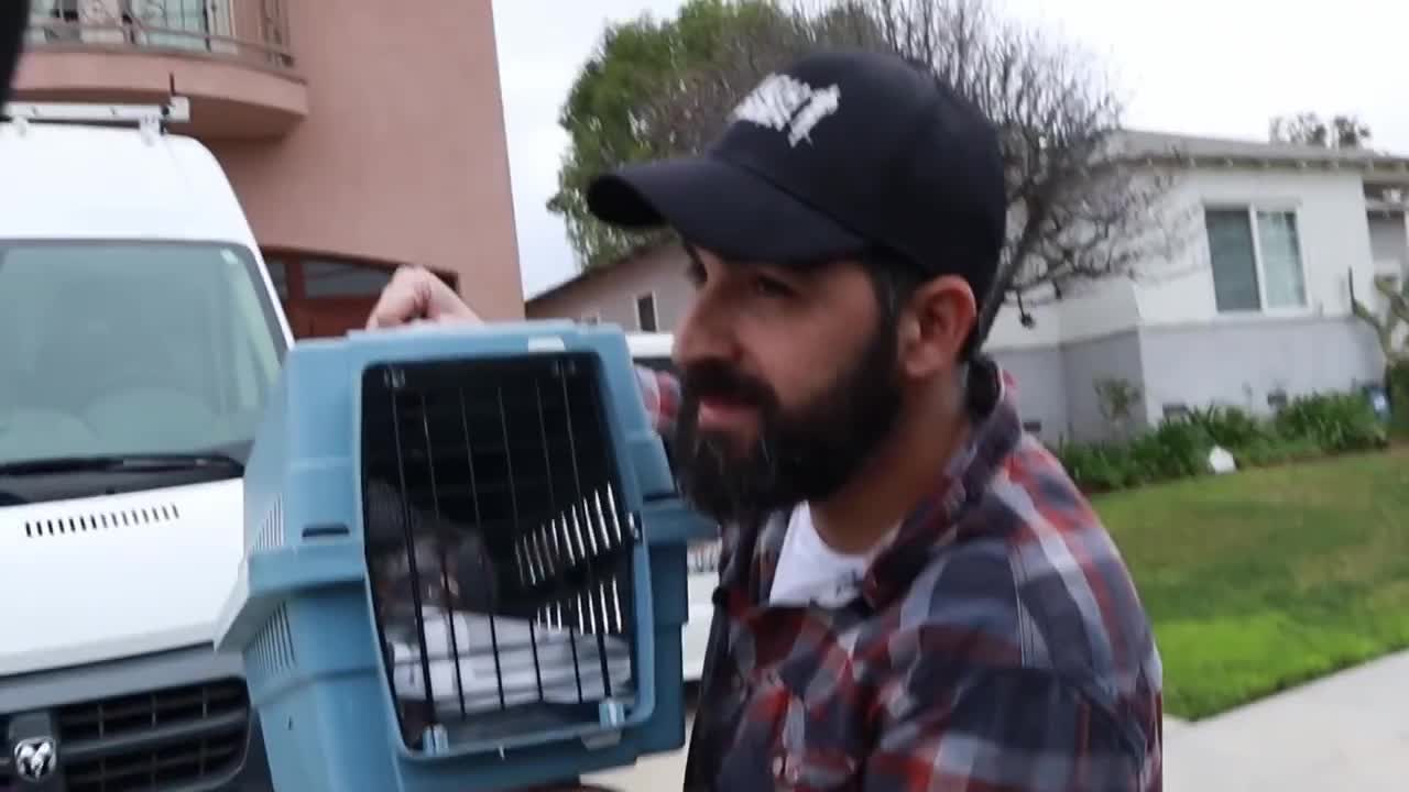 BRINGING HOME A PARROT - BONDING WITH AN AFRICAN Gray RESCUE _ MARLENE MC'COHEN REWIND