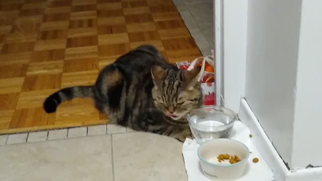 Cat drinking water