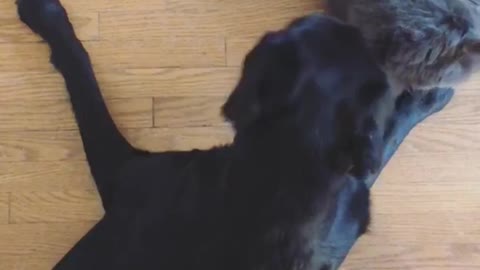 Grey cat lays next to black dog and plays with his paw