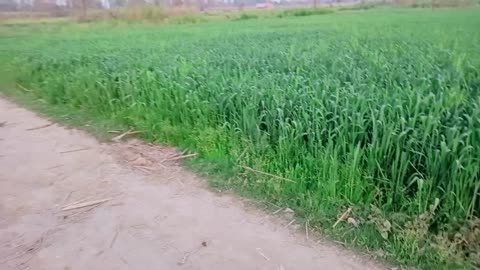 Nature grass video