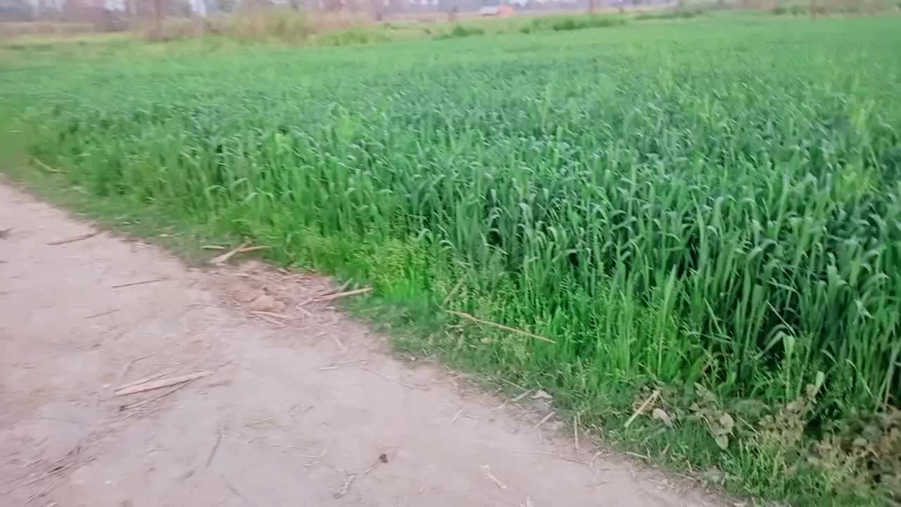 Nature grass video