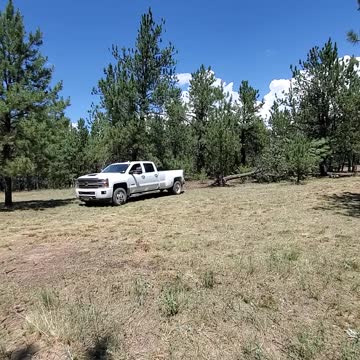 Taking down a Big Tree with our Chevy Truck