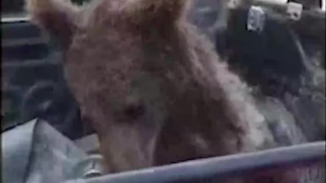 This brown bear cub in Turkey appeared to be "high'" after eating an excessive amount of "mad honey"