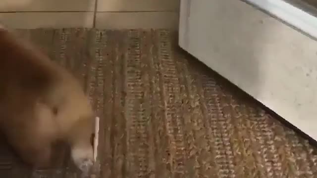 Disadvantages of short legs