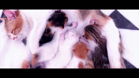 Cats surround their mother when they are hungry